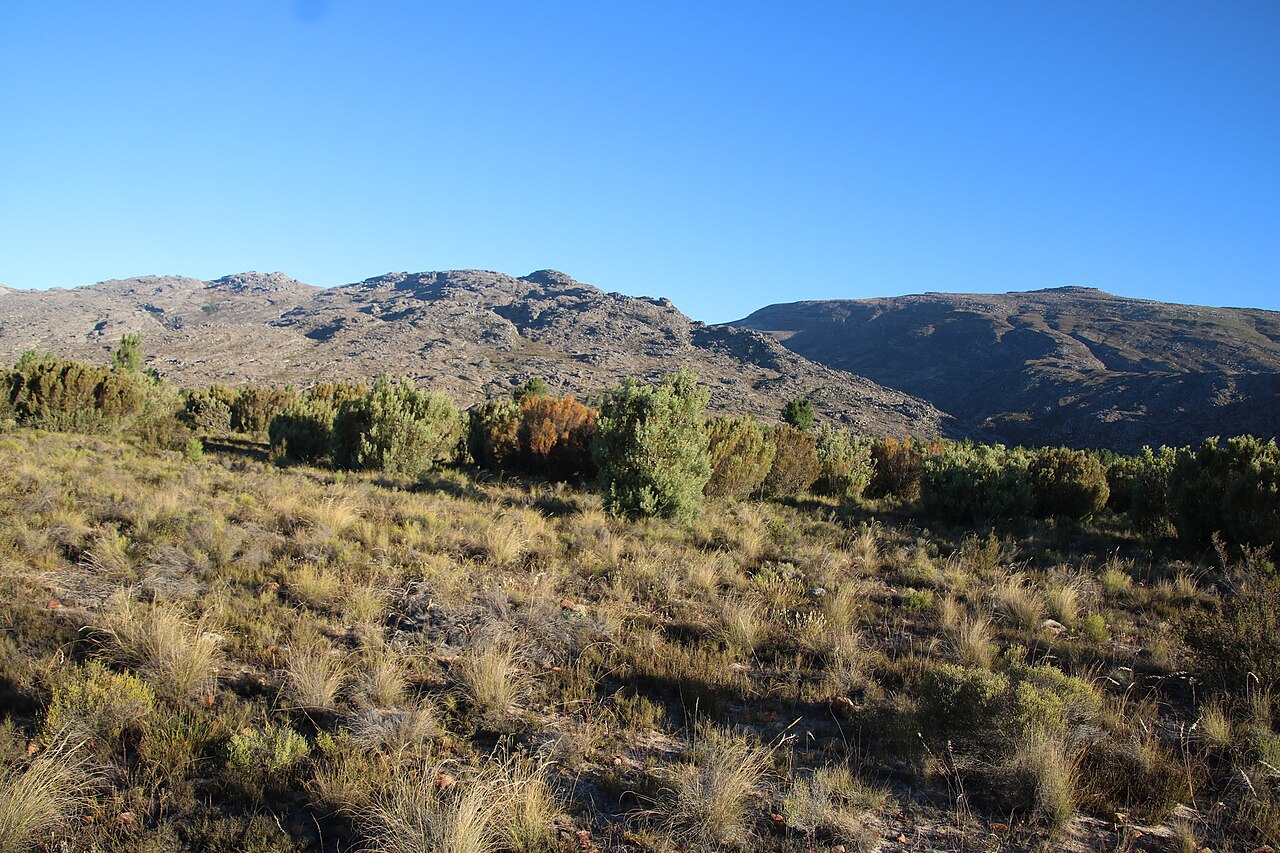 Spinning top: Leucadendron rubrum, veld n and e of Bokhok, Matroosberg Nature Reserve, 2019-01-26 (iNaturalist).