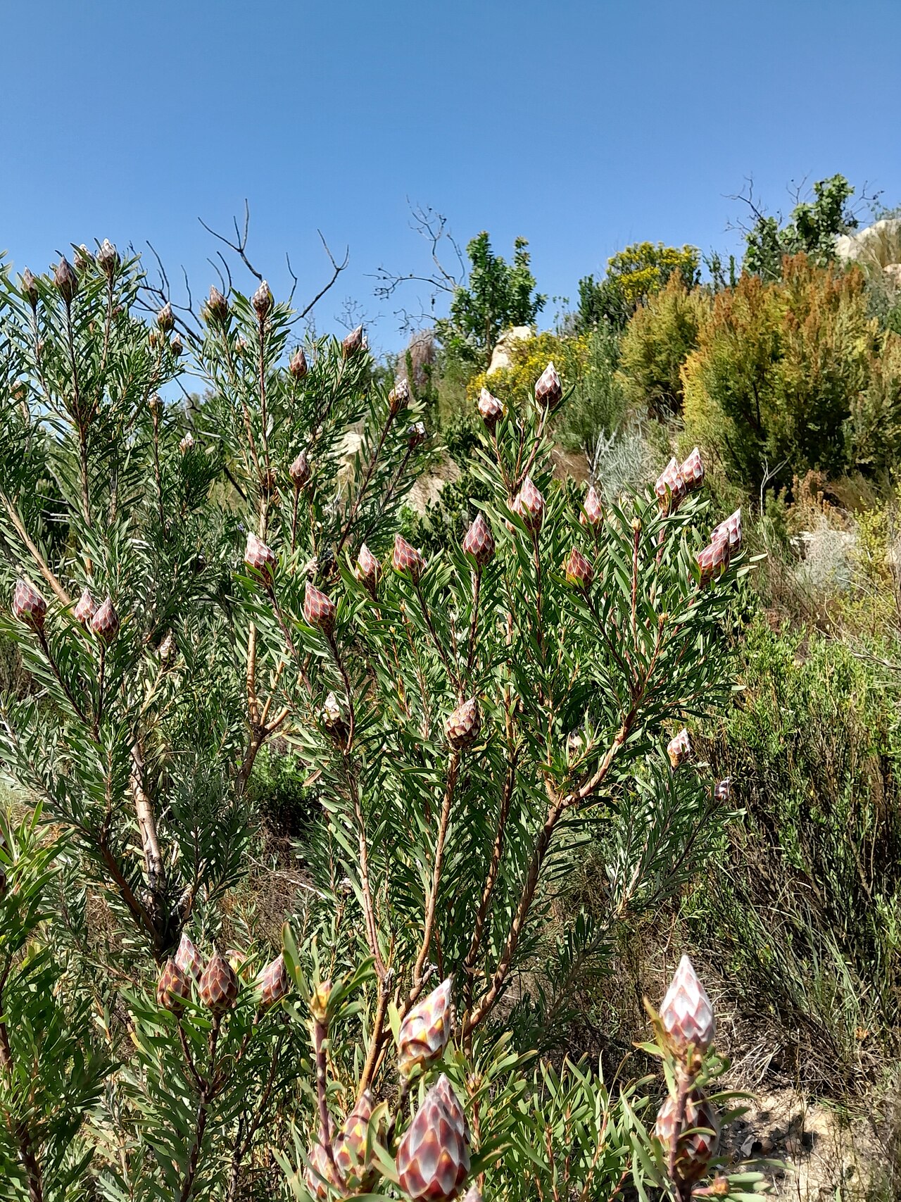 Spinning top: Leucadendron rubrum, Witzenberg Local Municipality, South Africa, 2024-10-13 (iNaturalist).