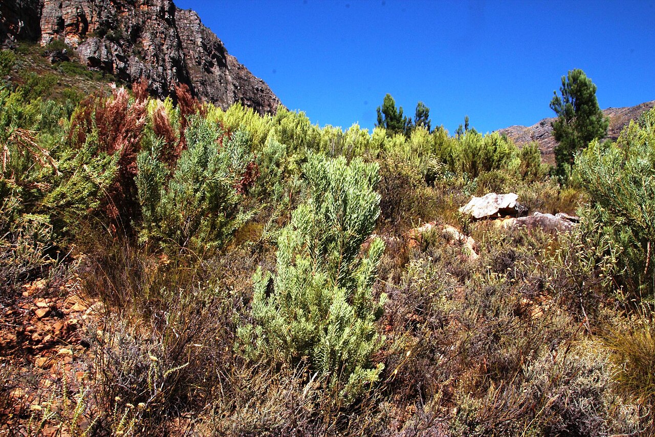Spinning top: Leucadendron rubrum, Dragonstones Kleindrakenstein Mountains, 2015-04-03 (iNaturalist).