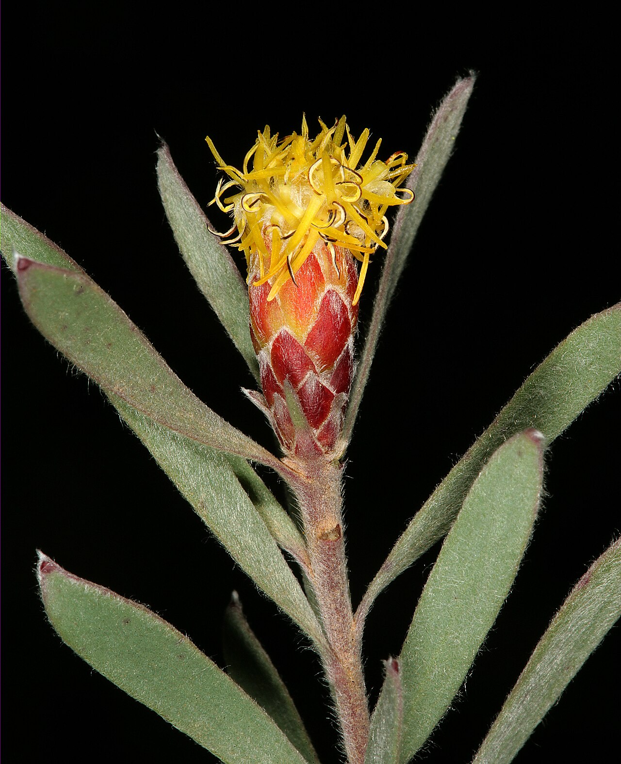 Spinning top: Leucadendron rubrum , male flowerhead; Paarl Mountain Nature Reserve, Paarl, Western Cape, South Africa