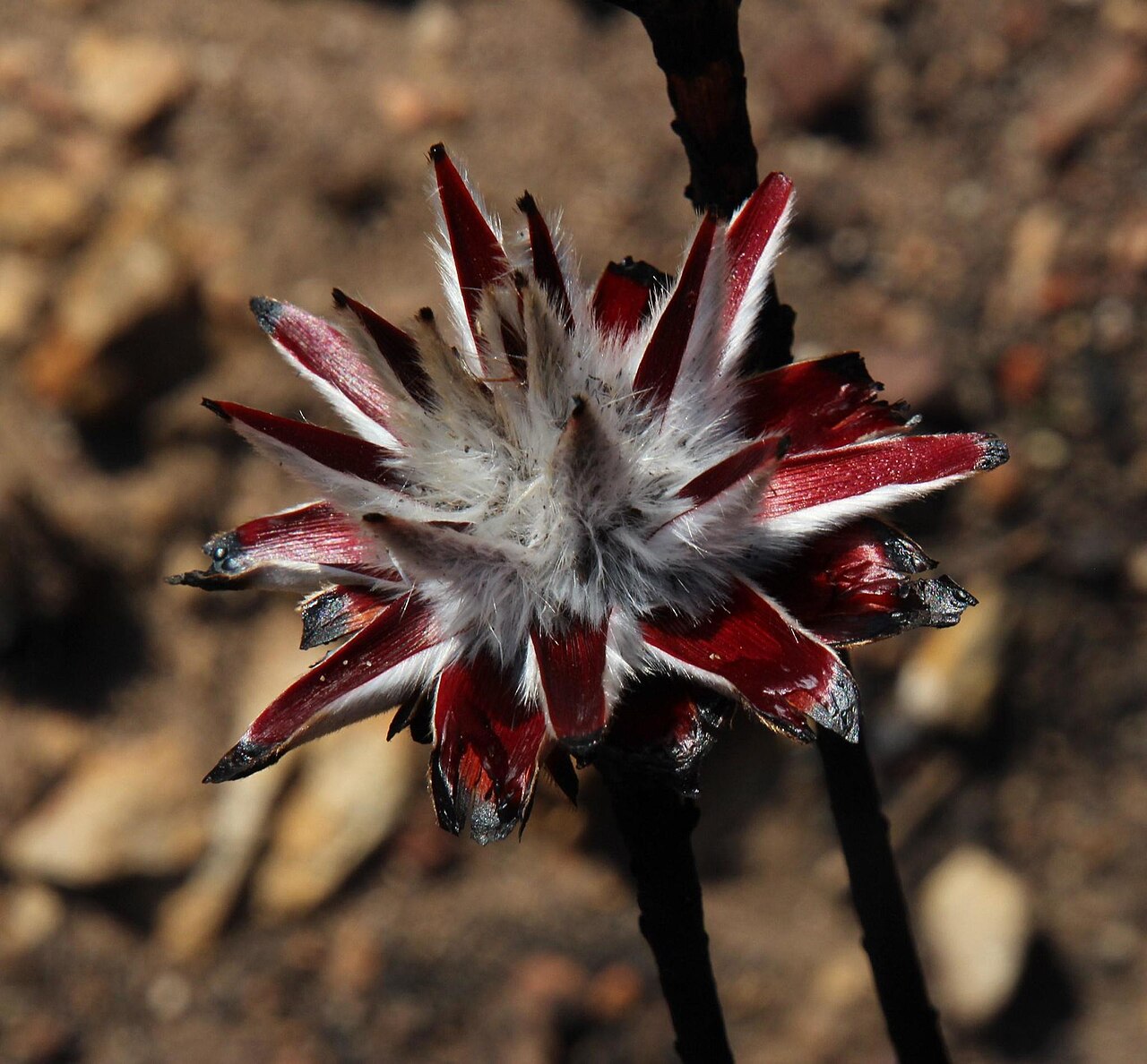 Spinning top: Leucadendron rubrum, Die Gat Trail: Three Cedar Valley to Uitkyk campsite - lower: Cedarberg Wilderness Area, 2017-04-29 (iNaturalist).