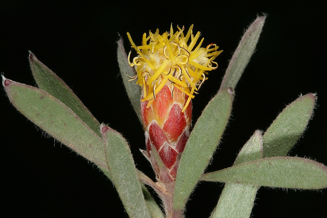 Spinning top: Leucadendron rubrum , male flowerhead; Paarl Mountain Nature Reserve, Paarl, Western Cape, South Africa