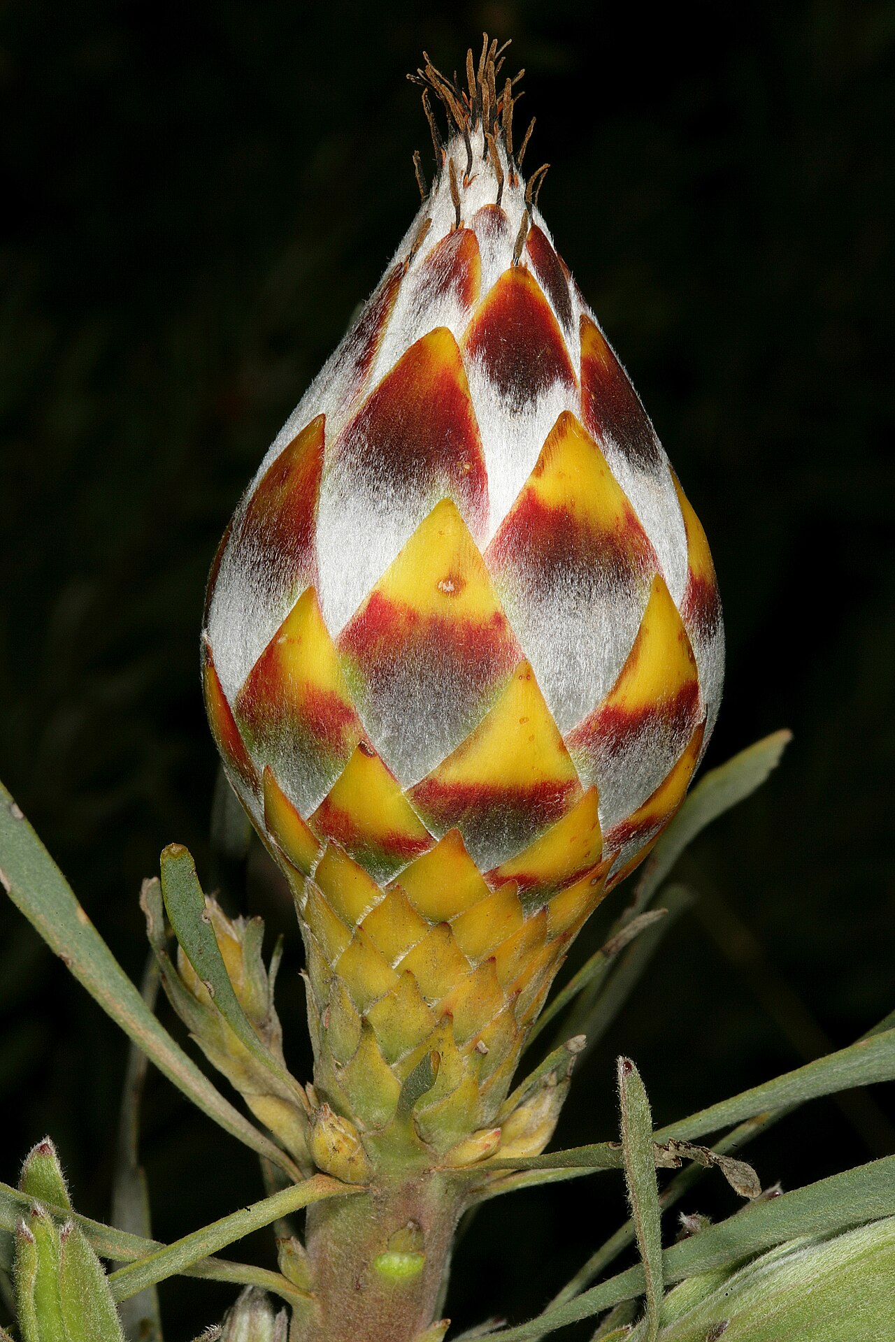 Spinning top: Leucadendron rubrum , female fruiting cone; Paarl Mountain Nature Reserve, Paarl, Western Cape, South Africa