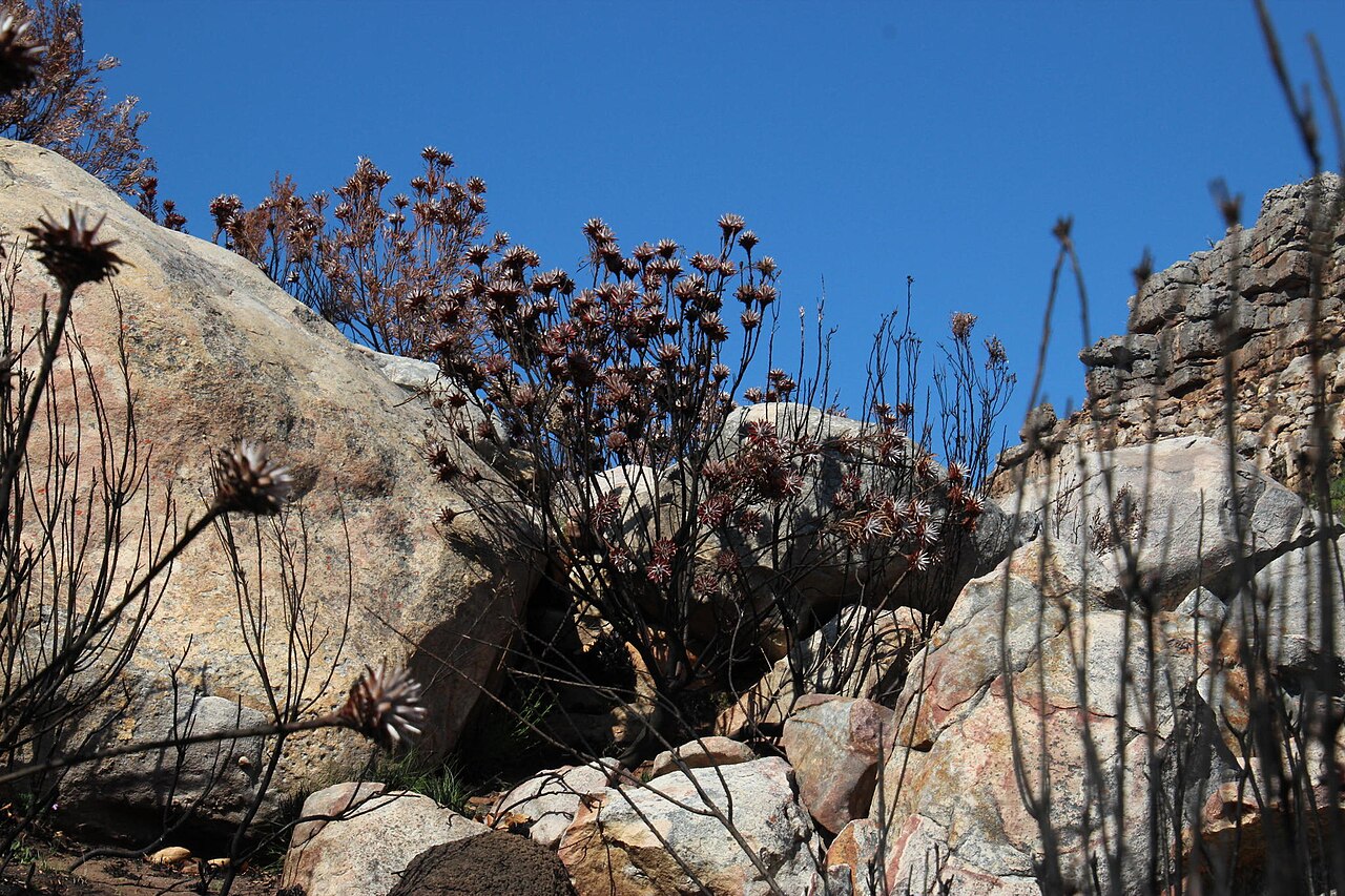 Spinning top: Leucadendron rubrum, Die Gat Trail: Three Cedar Valley to Uitkyk campsite - lower: Cedarberg Wilderness Area, 2017-04-29 (iNaturalist).
