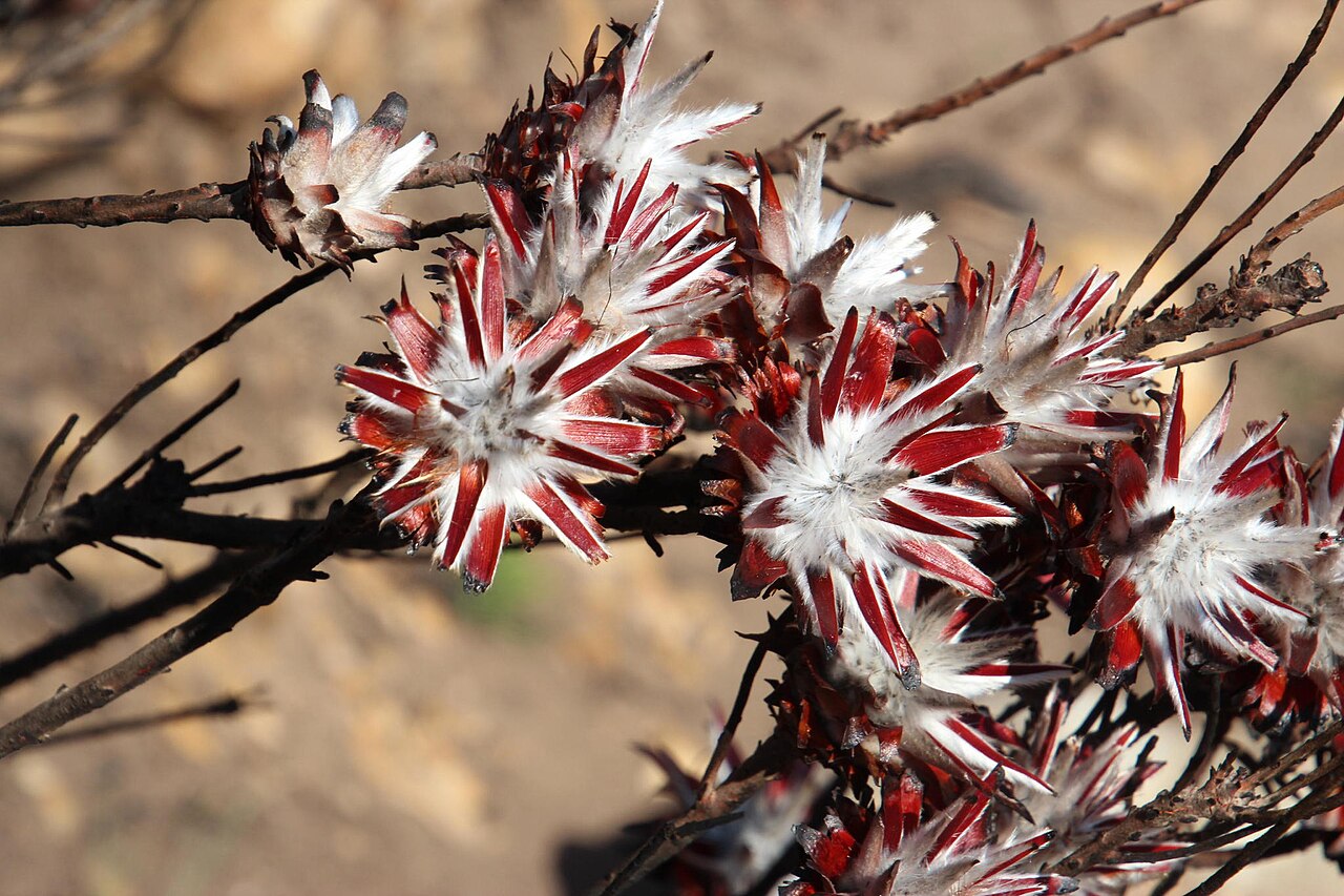 Spinning top: Leucadendron rubrum, Die Gat Trail: Three Cedar Valley to Uitkyk campsite - lower: Cedarberg Wilderness Area, 2017-04-29 (iNaturalist).