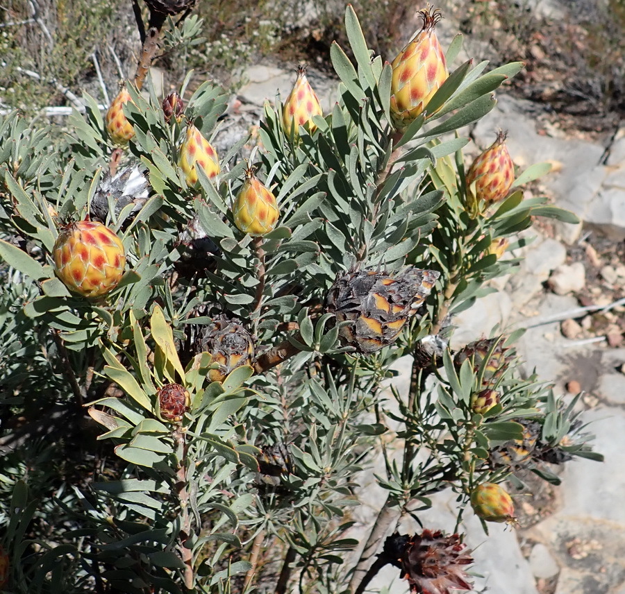 Spinning top: A spinning-top conebush, Leucadendron rubrum , habit, photographed by Nicola van Berkel on 21 September 2018 in the Little Karoo at Rooiberg Conservancey, Ladis