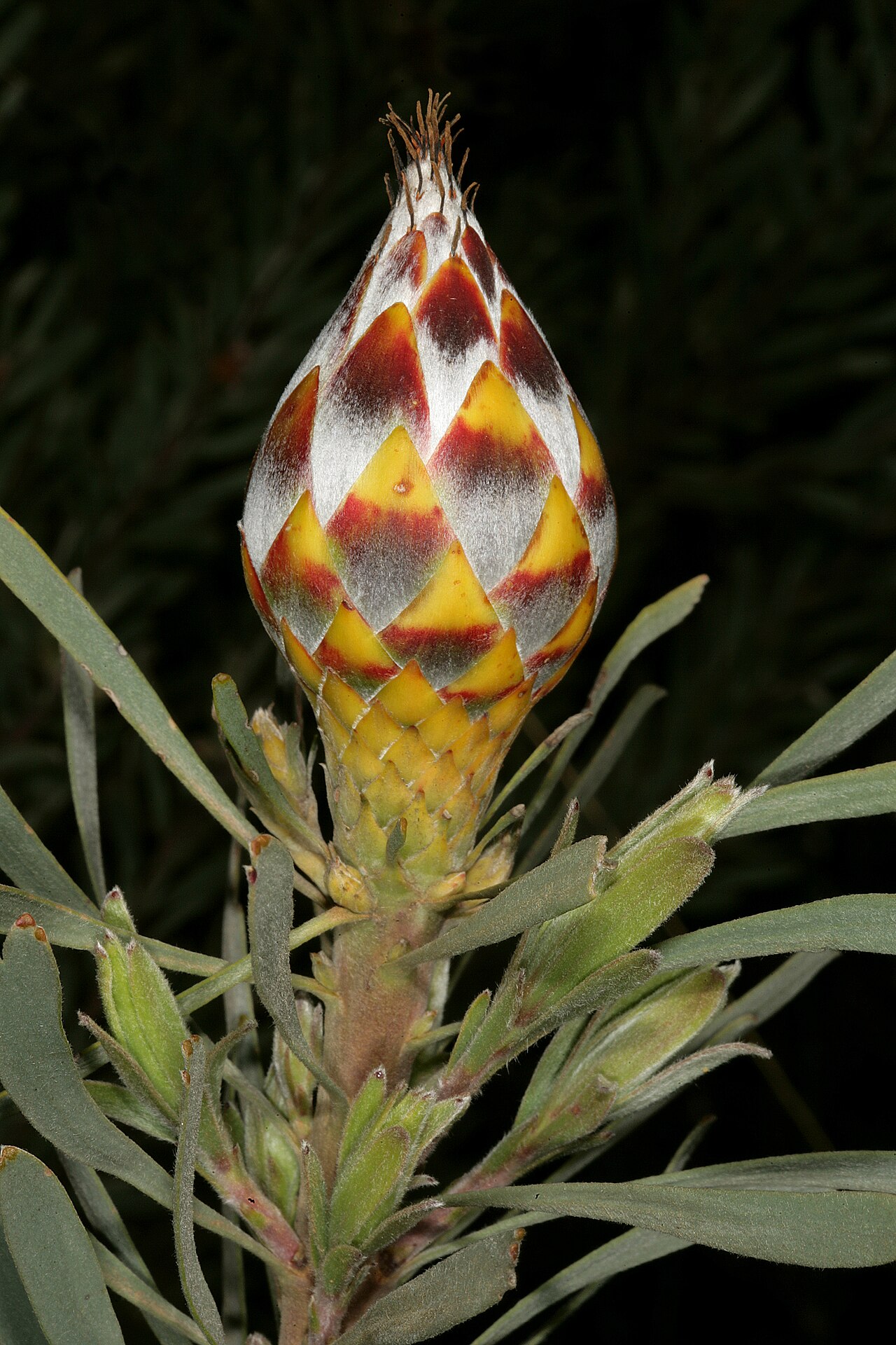 Spinning top: Leucadendron rubrum , female fruiting cone; Paarl Mountain Nature Reserve, Paarl, Western Cape, South Africa