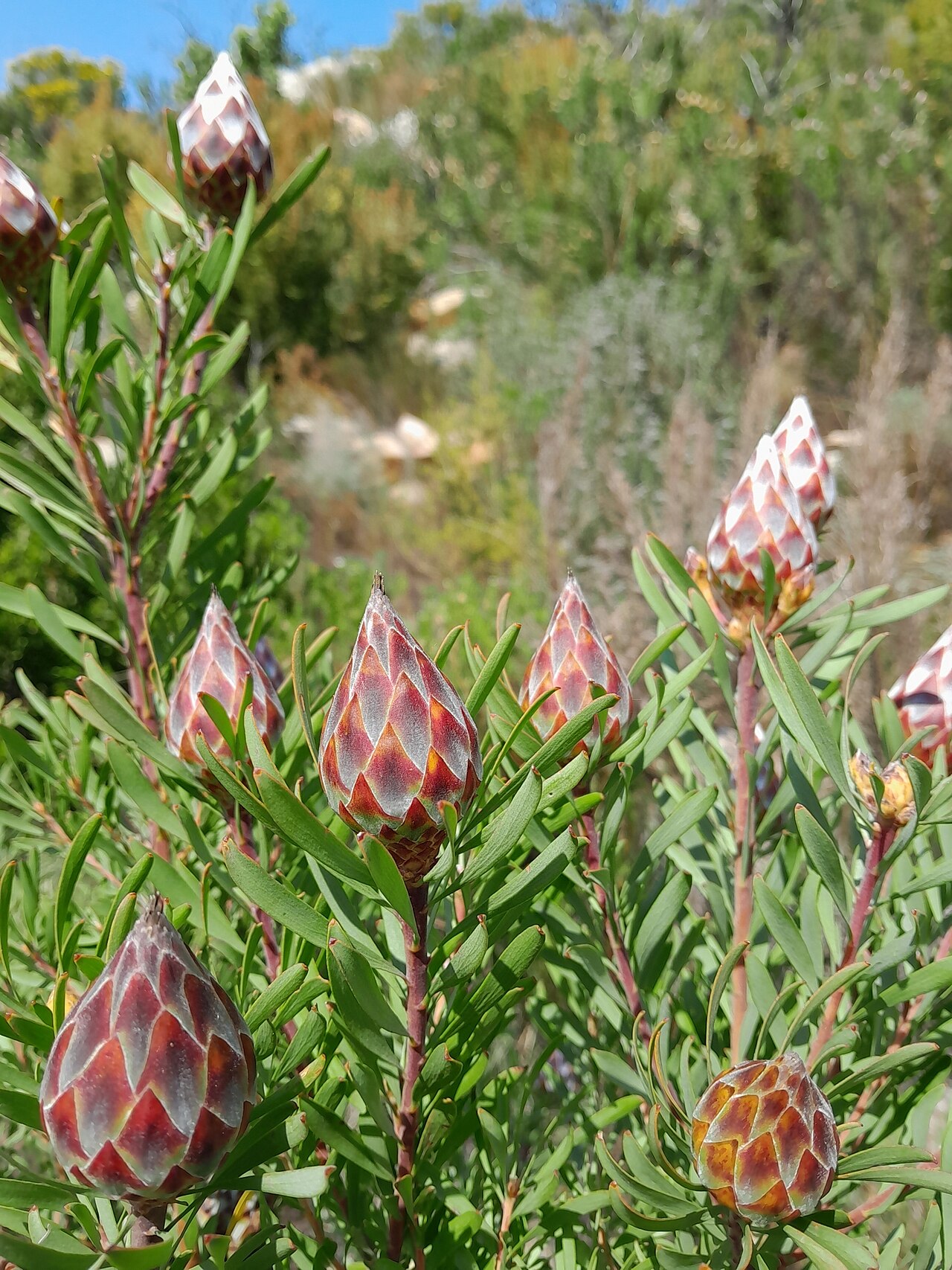 Spinning top: Leucadendron rubrum, Witzenberg Local Municipality, South Africa, 2024-10-13 (iNaturalist).