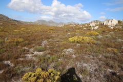 Leucadendron salignum (Leucadendron salignum)