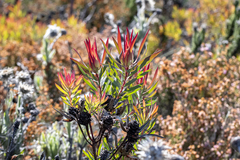 Leucadendron salignum (Leucadendron salignum)