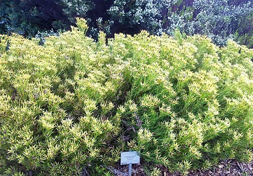 Leucadendron salignum: Leucadendron salignum - Geelbos conebush