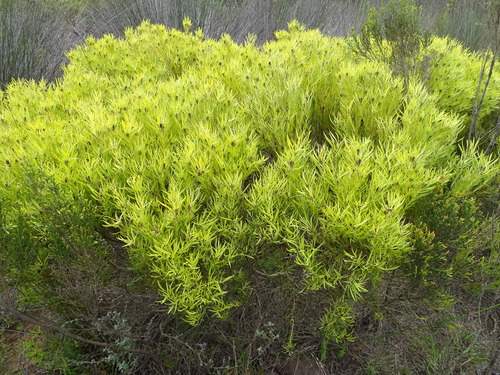 Leucadendron salignum (Leucadendron salignum)