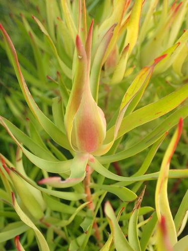 Leucadendron salignum (Leucadendron salignum)