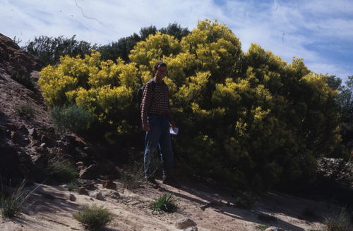 Leucadendron salignum (Leucadendron salignum)