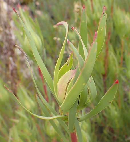 Leucadendron salignum (Leucadendron salignum)