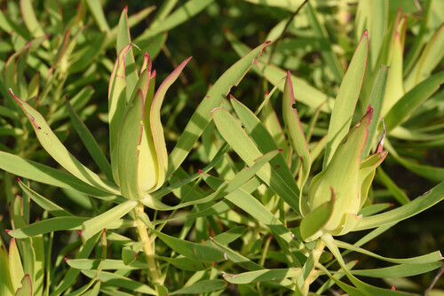 Leucadendron salignum (Leucadendron salignum)