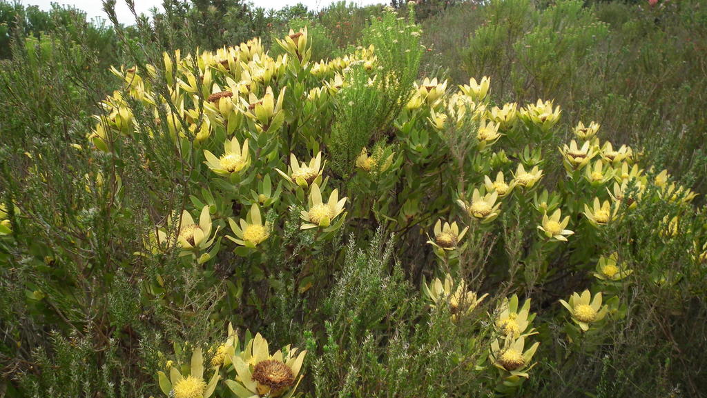 Sun conebush (Leucadendron sessile)