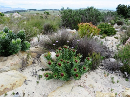 Sun conebush (Leucadendron sessile)