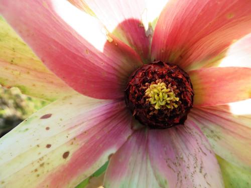 Sun conebush (Leucadendron sessile)