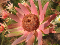 Sun conebush (Leucadendron sessile)