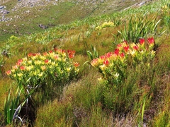 Sun conebush (Leucadendron sessile)