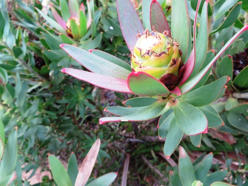 Sun conebush (Leucadendron sessile)