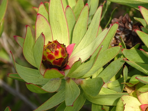 Sun conebush (Leucadendron sessile)