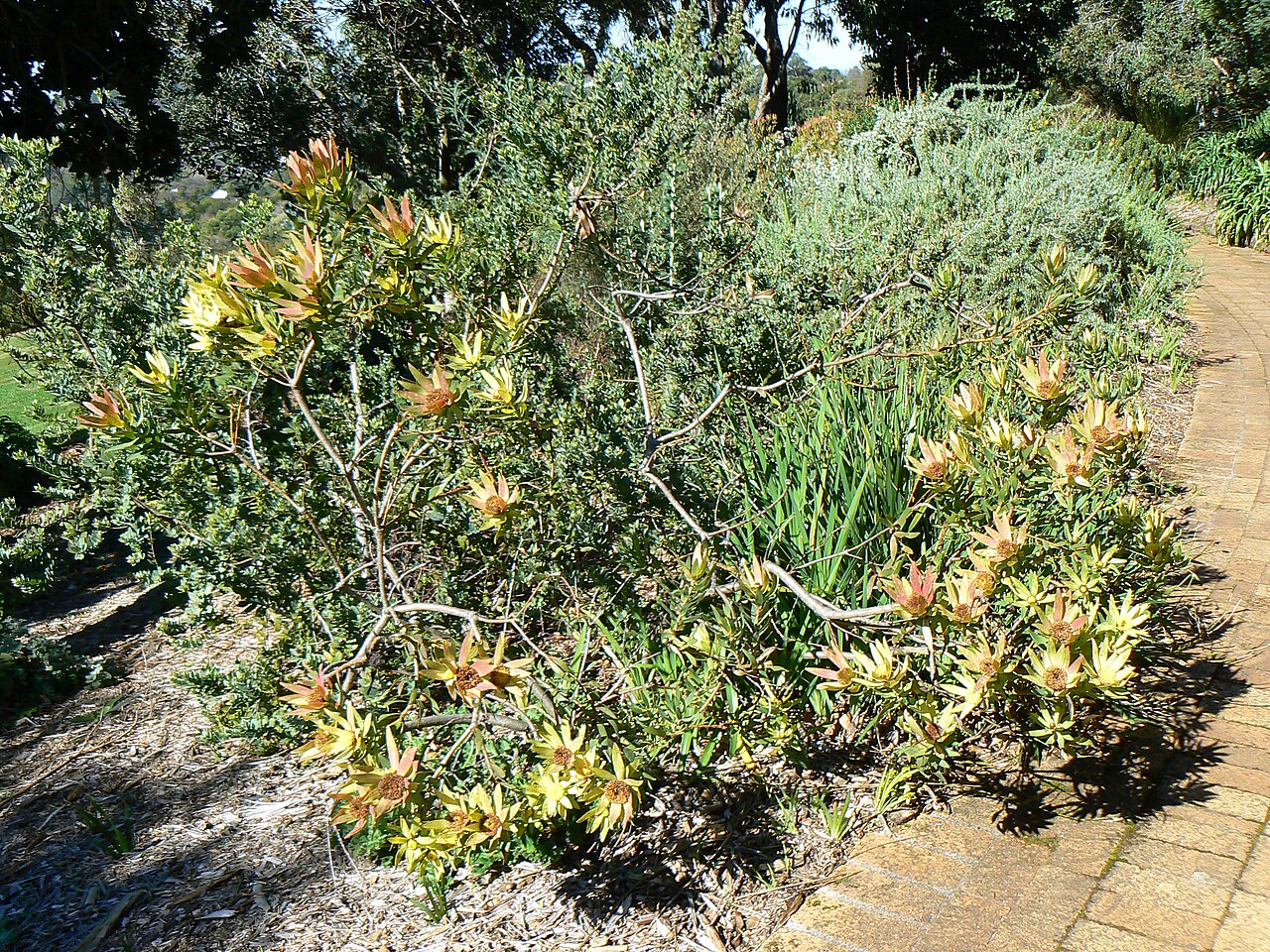 Sun conebush: Leucadendron sessile - blossom. Kirstenbosch National Botanical Garden in Cape Town, South Africa