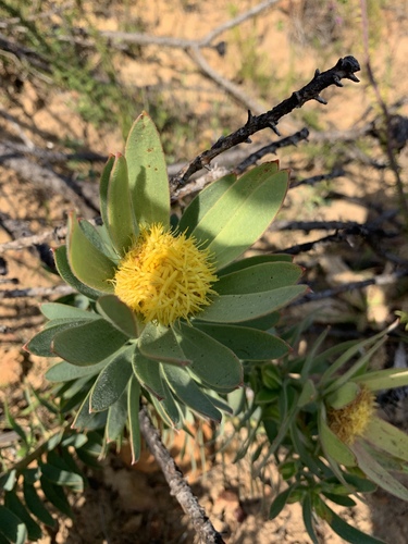Sun conebush (Leucadendron sessile)