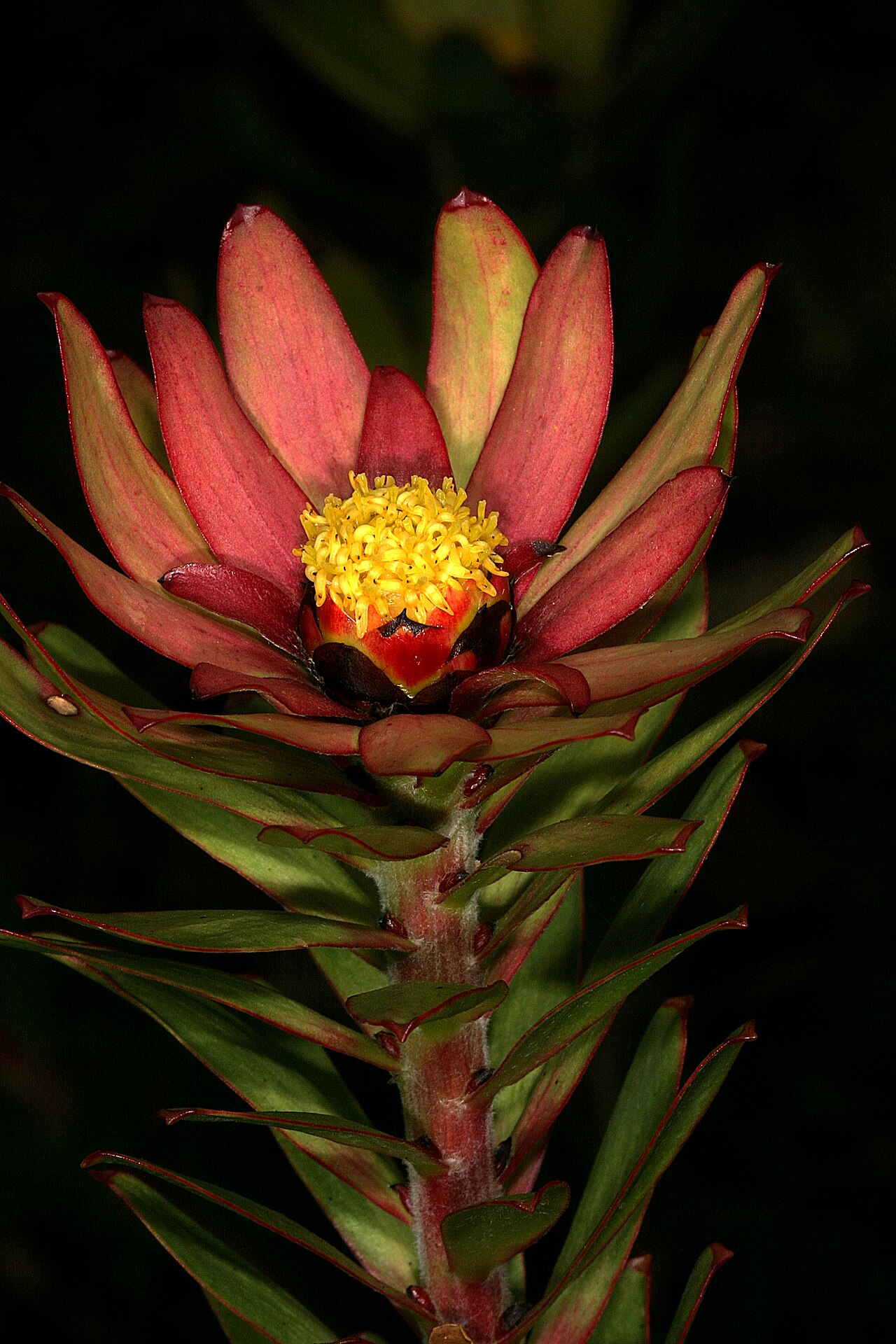 Sun conebush: Leucadendron sessile , male flowerhead; Kirstenbosch National Botanical Garden, Cape Town, Western Cape, South Africa