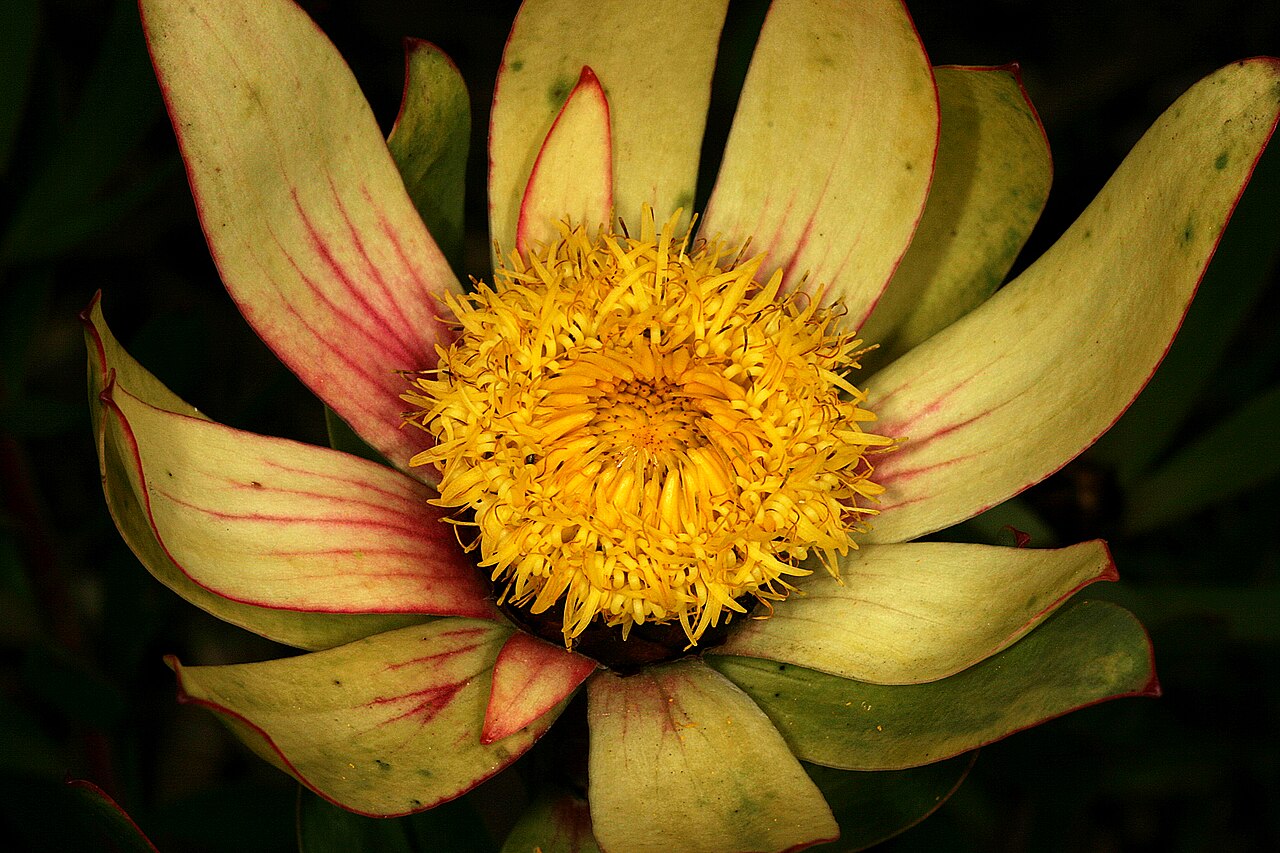 Sun conebush: Leucadendron sessile , male flowerhead; Kirstenbosch National Botanical Garden, Cape Town, Western Cape, South Africa