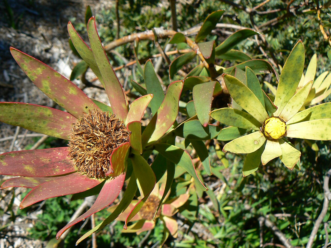 Sun conebush: Leucadendron sessile - blossom. Kirstenbosch National Botanical Garden in Cape Town, South Africa