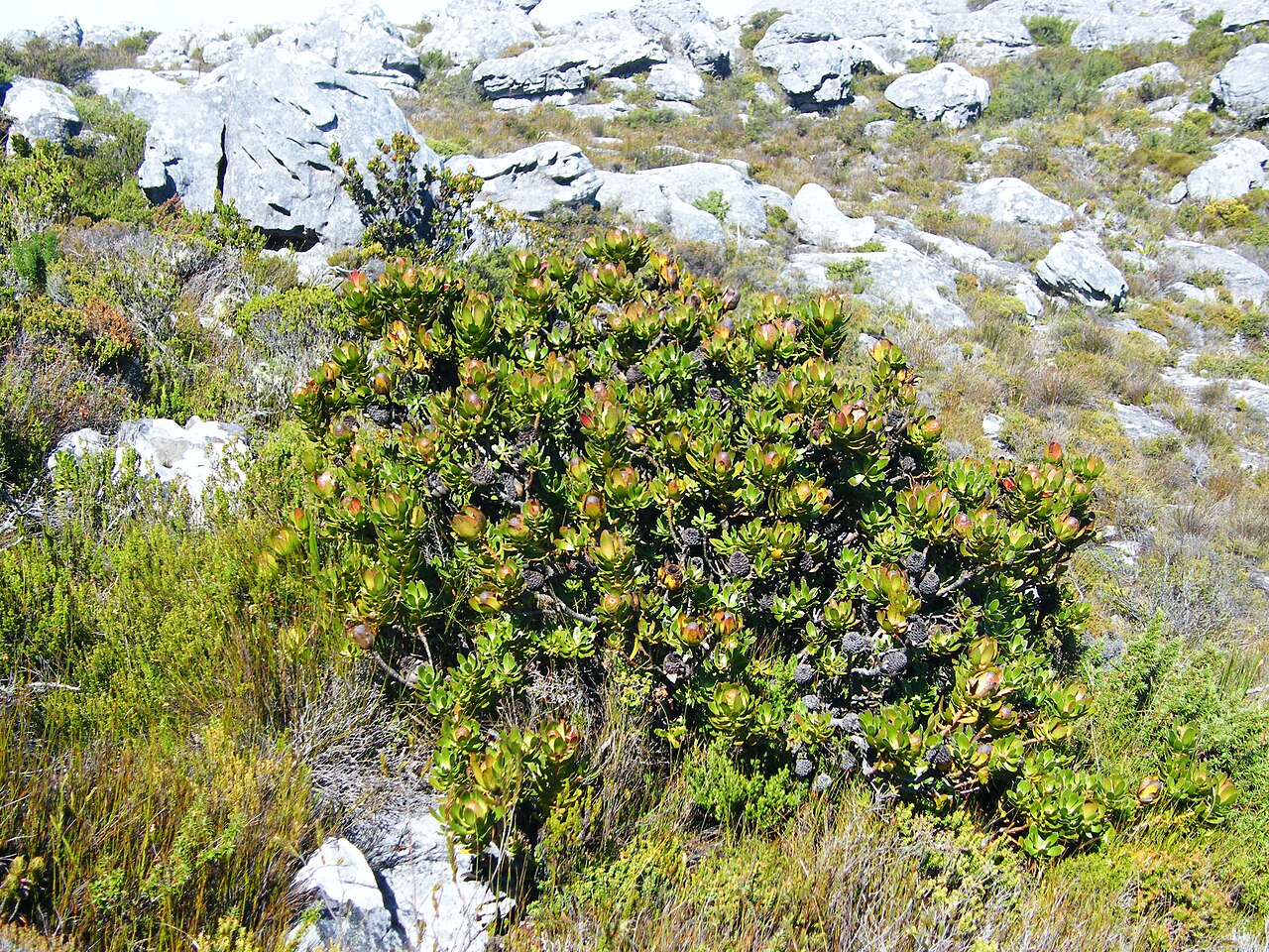 Peninsula conebush: Peninsula conebush
