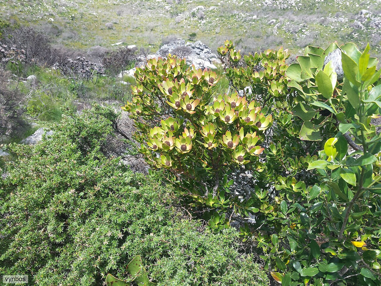 Peninsula conebush: Peninsula Conebush