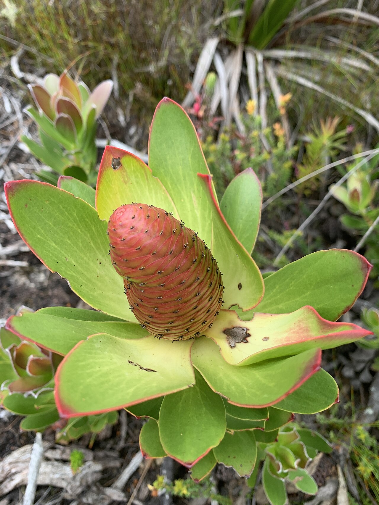 Peninsula conebush: Peninsula Conebush