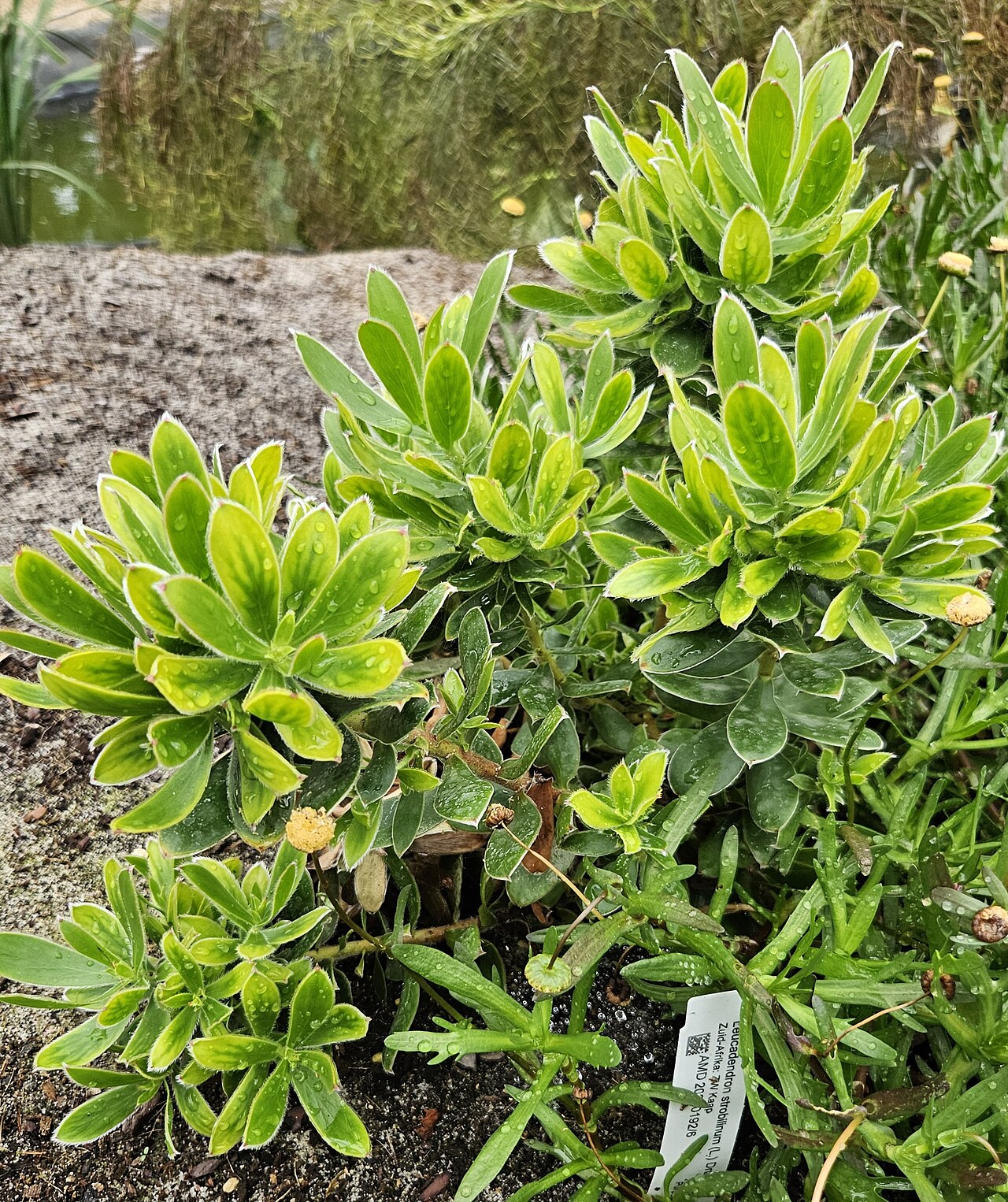 Peninsula conebush: Leucadendron strobilinum au jardin botanique d'Amsterdam