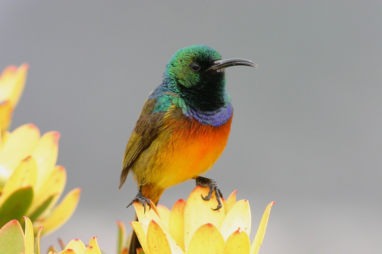 Peninsula conebush: Orange-breasted sunbird ( Anthobaphes violacea ) på Leucadendron strobilinum