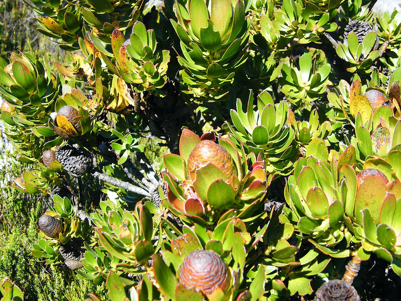 Peninsula conebush: Peninsula conebush