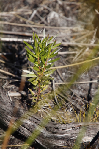 Sickle-leaf conebush (Leucadendron xanthoconus)