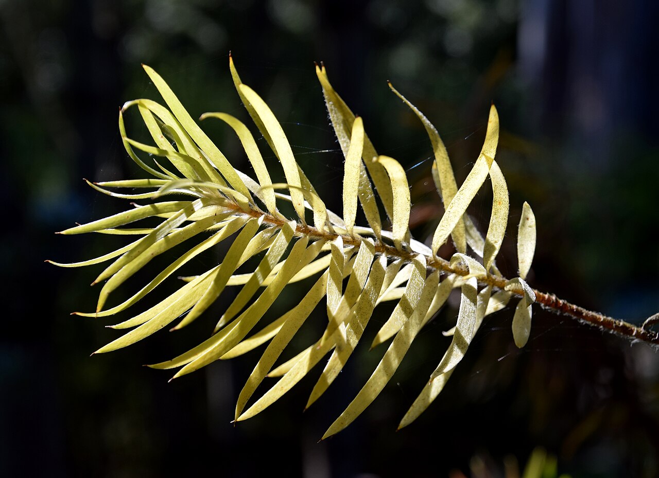 Sickle-leaf conebush: Leucadendron xanthoconus in Dunedin Botanic Garden, Dunedin, New Zealand