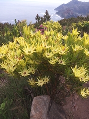 Sickle-leaf conebush (Leucadendron xanthoconus)