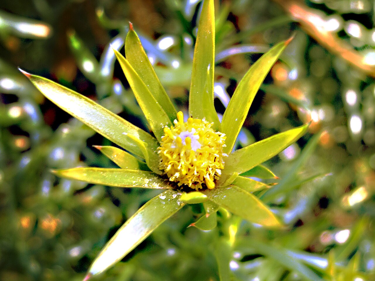 Sickle-leaf conebush: Specimen in cultivation at the Royal Botanic Gardens, Kew, United Kingdom.