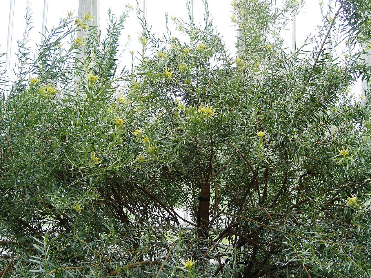 Sickle-leaf conebush: Specimen in cultivation at the Royal Botanic Gardens, Kew, United Kingdom.