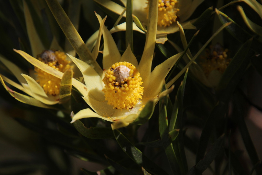 Sickle-leaf conebush (Leucadendron xanthoconus)