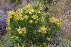 Sickle-leaf conebush (Leucadendron xanthoconus)