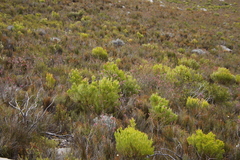 Sickle-leaf conebush (Leucadendron xanthoconus)