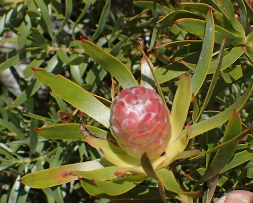 Sickle-leaf conebush (Leucadendron xanthoconus)