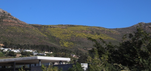 Sickle-leaf conebush (Leucadendron xanthoconus)