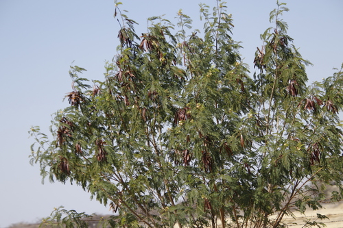 White leadtree (Leucaena leucocephala)