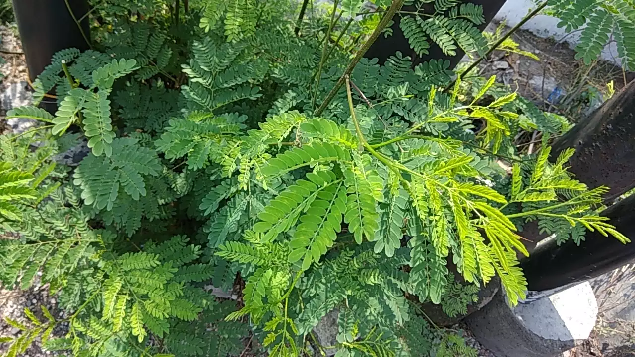 White leadtree: Leucaena leucocephala